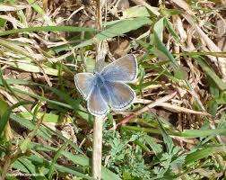 The peaks are filled with a variety of species one of them is Mission Blue Butterfly a kind of endangered species which is rarely found floating in th